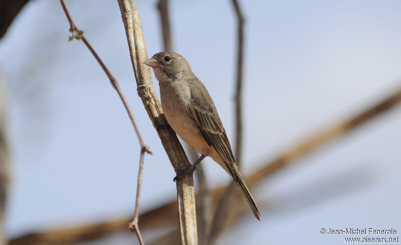 Yellow-spotted Bush Sparrow