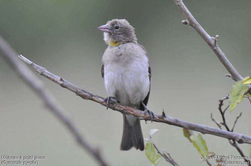 Yellow-spotted Bush Sparrow