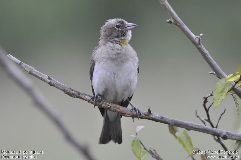 Yellow-spotted Bush Sparrow