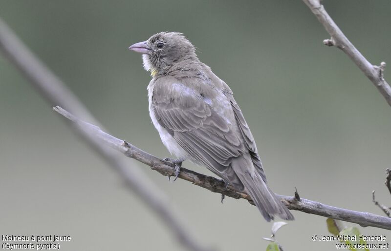 Yellow-spotted Bush Sparrow