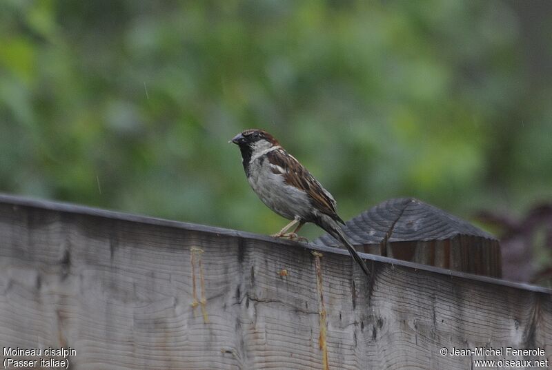 Moineau cisalpin