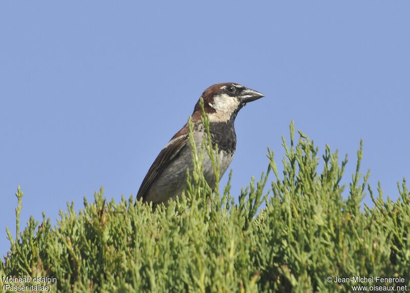 Moineau cisalpin