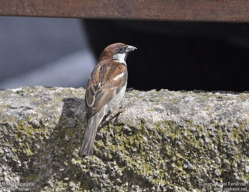 Moineau cisalpin