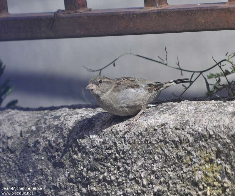 Moineau cisalpin femelle adulte, identification