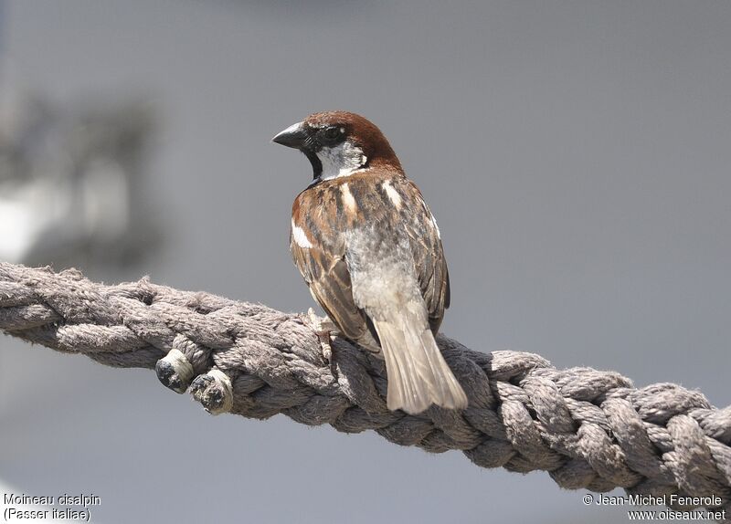 Italian Sparrow