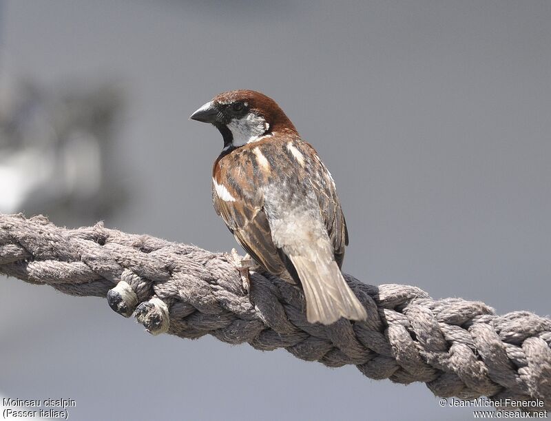 Italian Sparrow