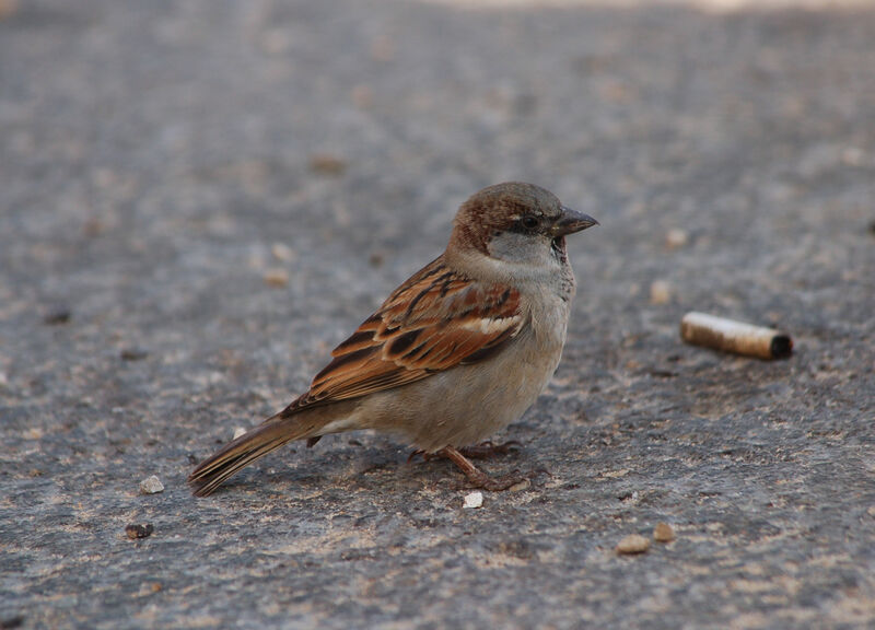 Moineau domestique