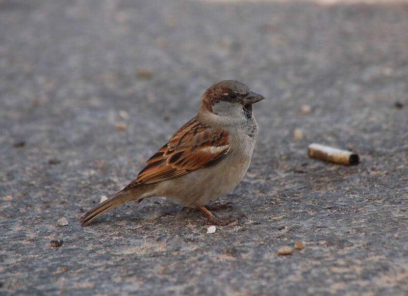 Moineau domestique