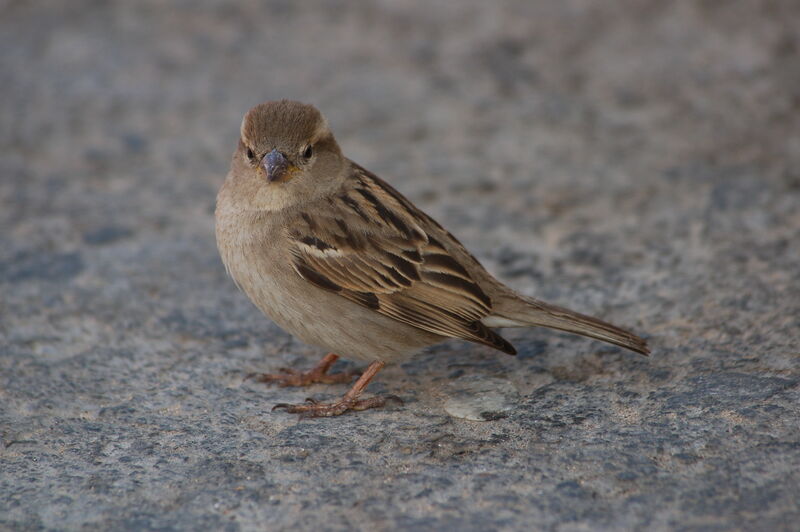 Moineau domestique