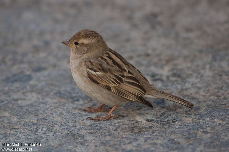 House Sparrow female