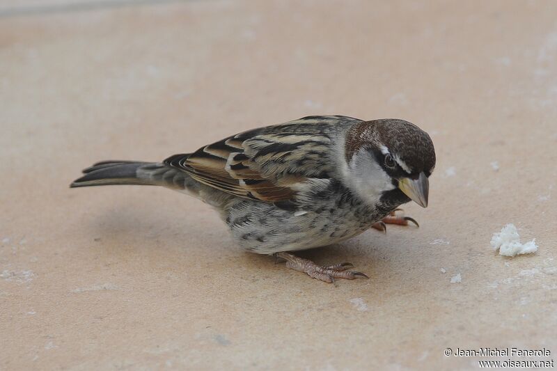 Spanish Sparrow