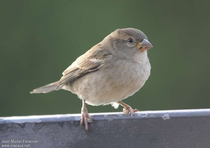 Moineau espagnol femelle 1ère année, identification