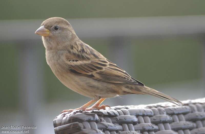 Moineau espagnol femelle 1ère année, identification