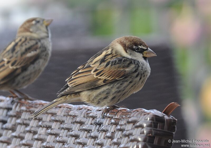 Spanish Sparrow