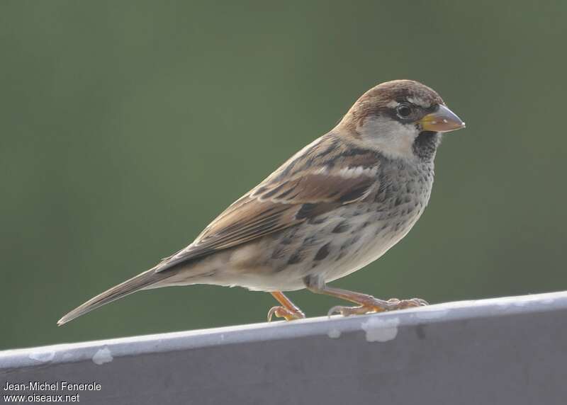 Moineau espagnol mâle 1ère année, identification