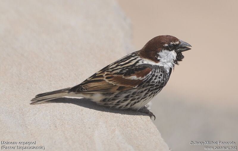 Spanish Sparrow