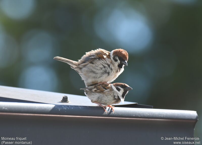 Moineau friquet, accouplement.