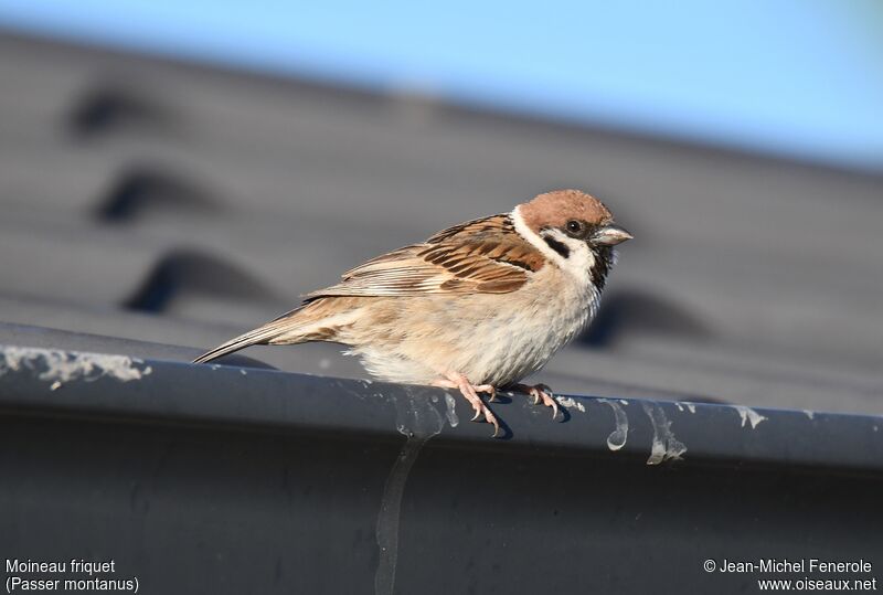 Eurasian Tree Sparrow