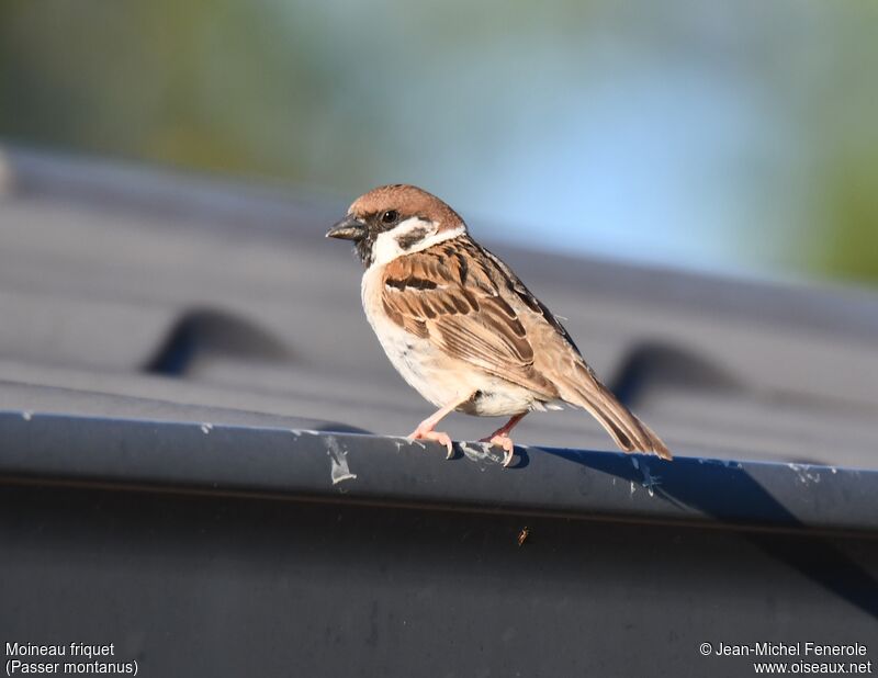 Moineau friquet