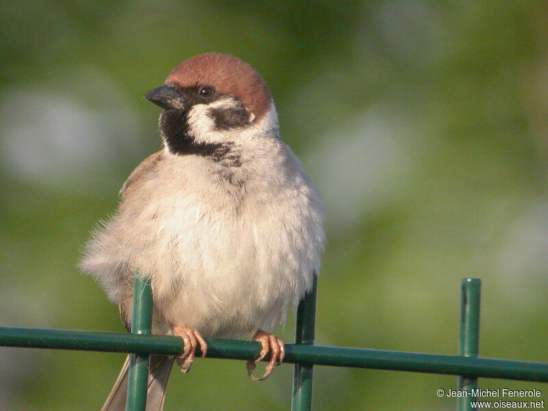 Eurasian Tree Sparrow