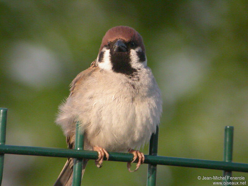 Eurasian Tree Sparrow