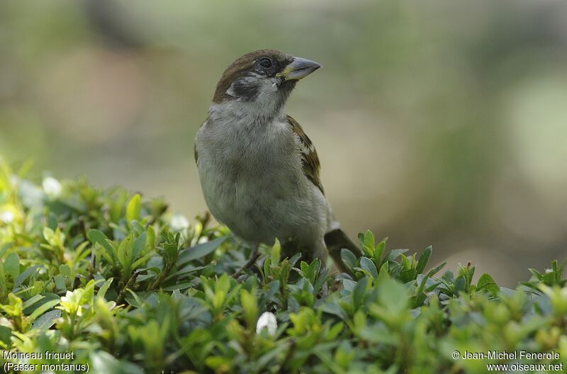 Moineau friquet