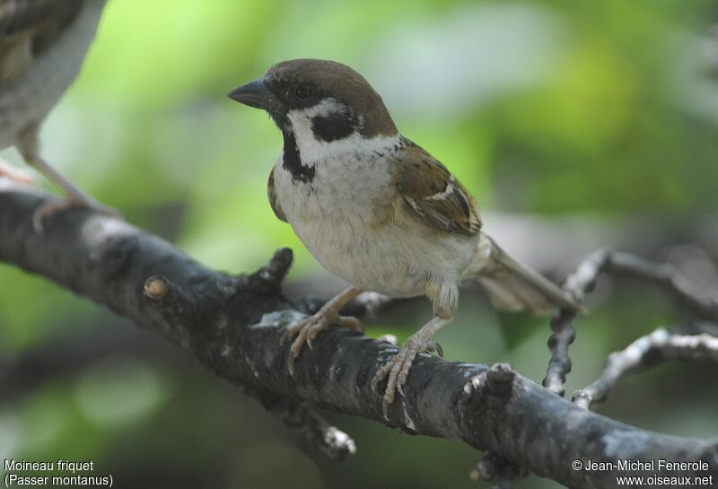 Eurasian Tree Sparrow