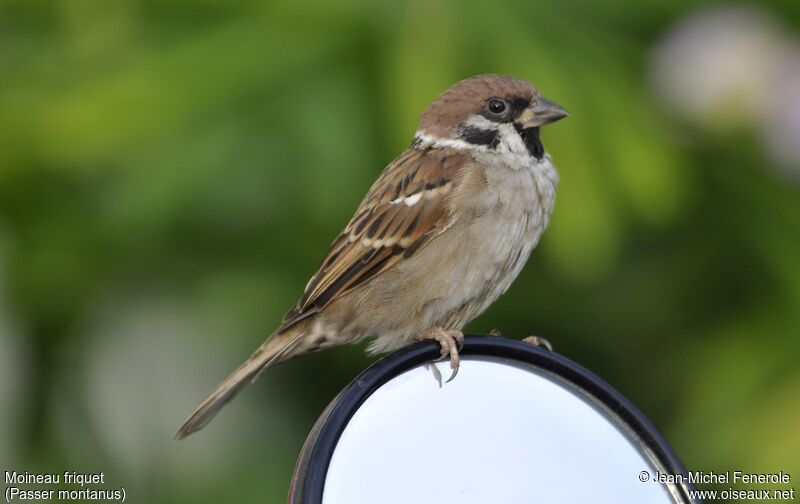 Eurasian Tree Sparrow