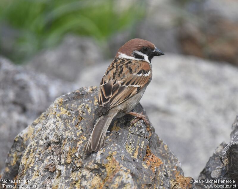 Moineau friquet