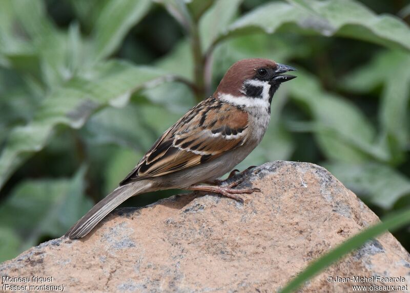 Eurasian Tree Sparrow