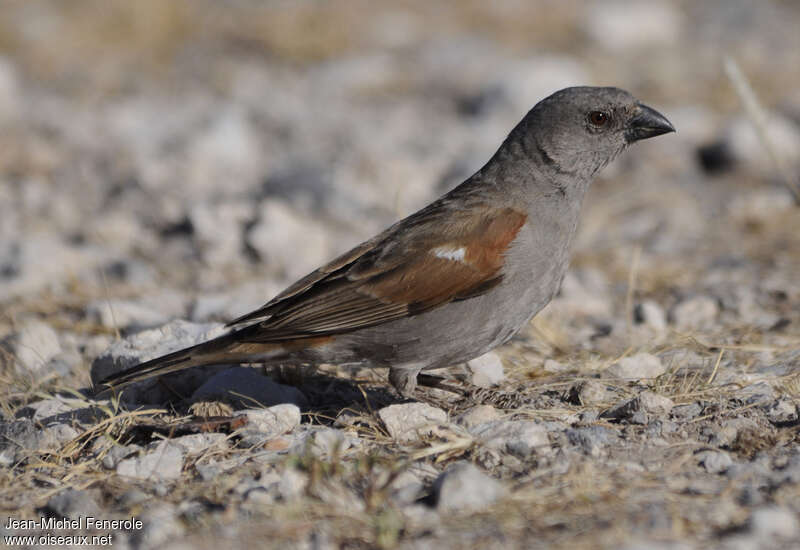 Moineau perroquetadulte, identification