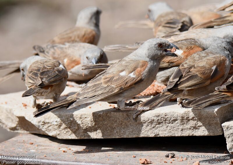 Parrot-billed Sparrow