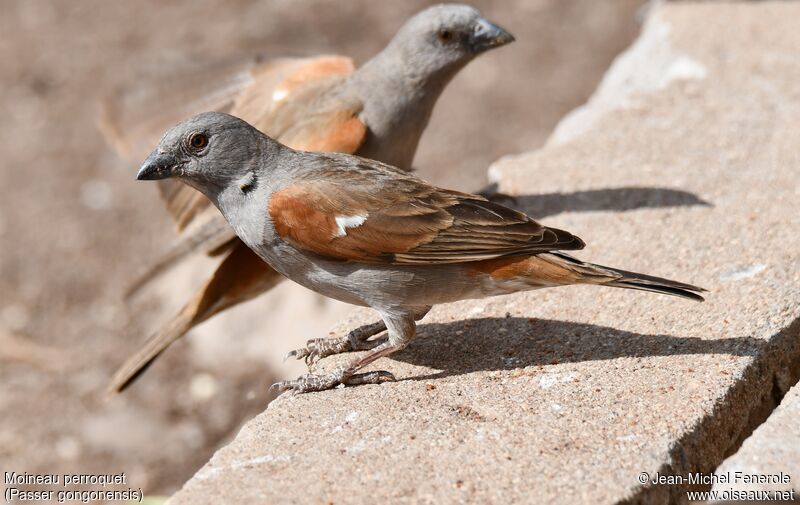 Moineau perroquet