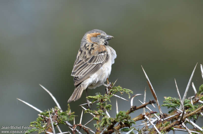 Moineau roux femelle adulte, identification