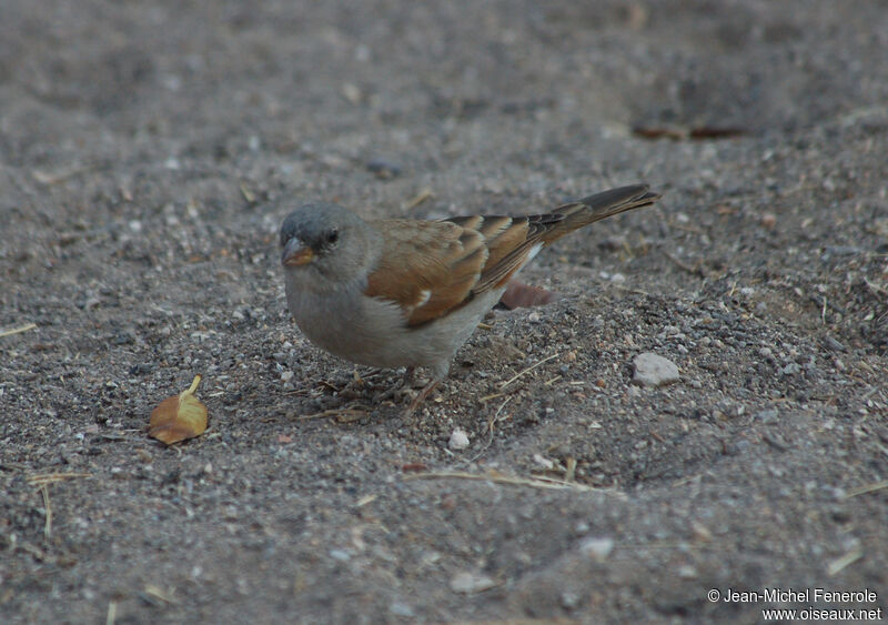 Moineau sud-africainadulte, identification