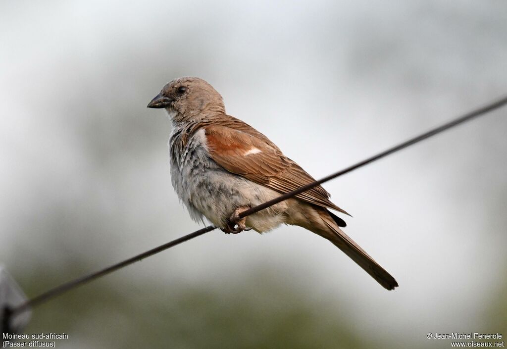 Moineau sud-africain