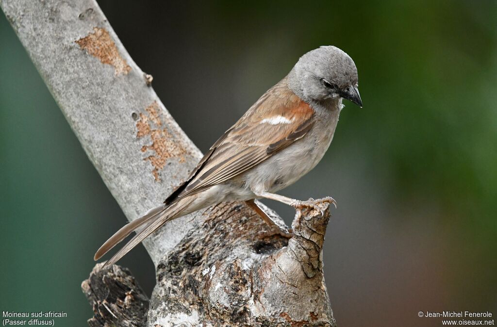 Moineau sud-africain