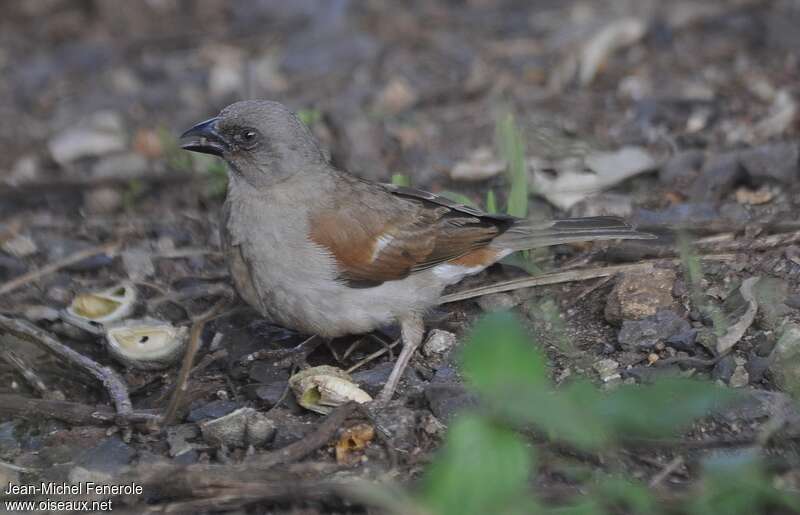 Swahili Sparrowadult, eats