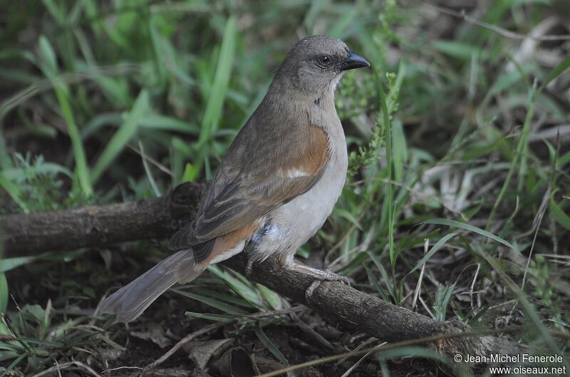 Swahili Sparrow