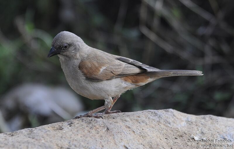 Swahili Sparrow