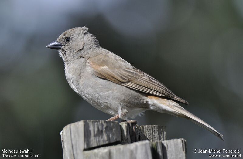 Moineau swahili