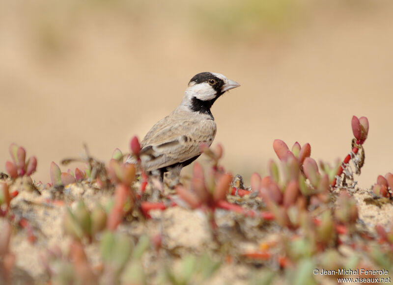 Black-crowned Sparrow-Lark male adult