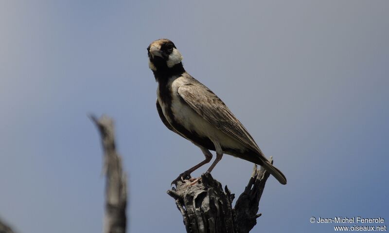 Fischer's Sparrow-Lark