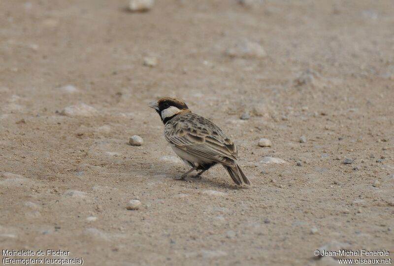 Fischer's Sparrow-Lark