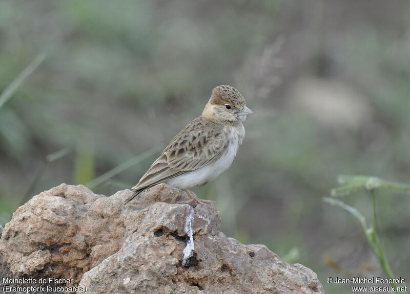 Fischer's Sparrow-Lark