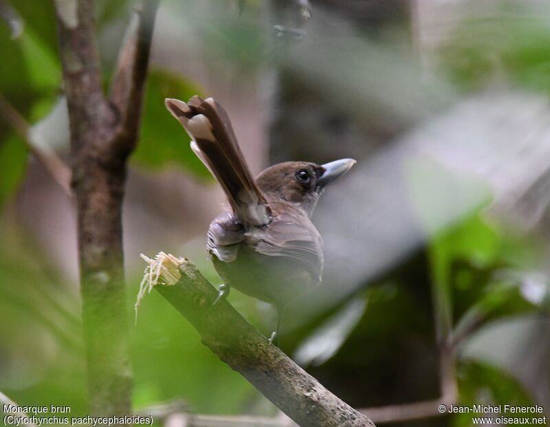 Southern Shrikebill