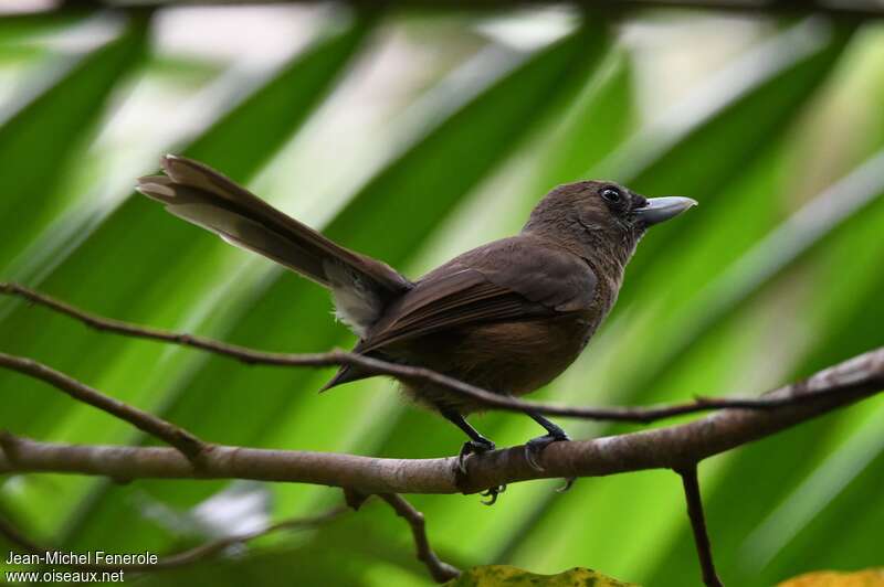 Southern Shrikebilladult, identification