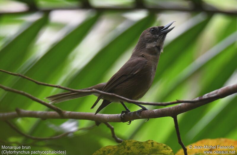 Southern Shrikebill