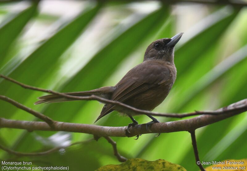 Southern Shrikebill