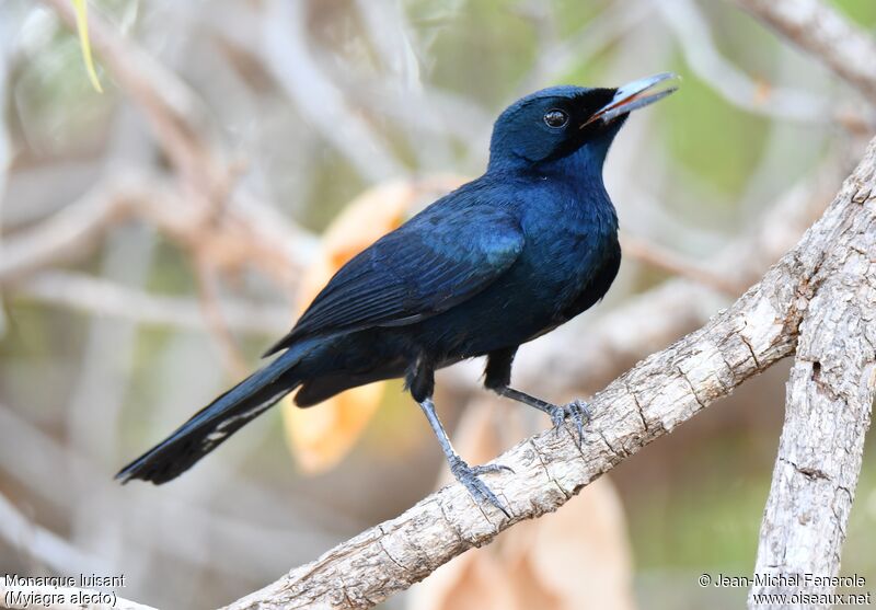 Shining Flycatcher male